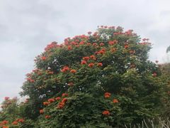 -中国科学院西双版纳热带植物园