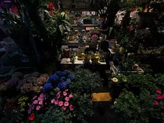 -金田水族花卉市场(银庄大厦店)