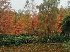 -重庆彩云湖湿地公园