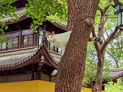 -西园戒幢律寺