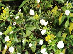 -三亚海棠湾万丽度假酒店