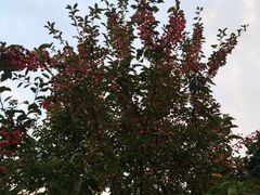 -永定河休闲森林公园