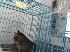 -思宇宠物医院