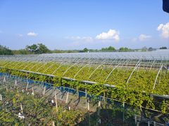 -白鹿原葡萄主题公园