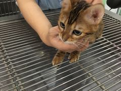 -汪喵宠物医院·骨科心脏影像·犬猫急重症ICU诊疗中心(成华分院)