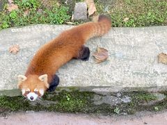 -都江堰中华大熊猫苑
