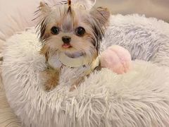 -萌宠之家·腊肠犬·马尔泰·小体犬舍