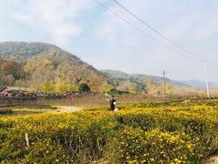 -千年银杏谷文化旅游区