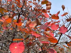 -白水寺森林公园