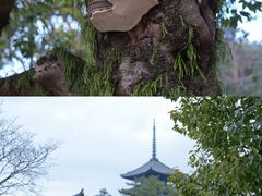 -奈良公园