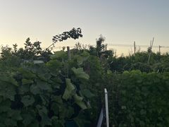 -老袁家蜜桃农场·阳山水蜜桃