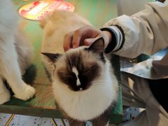 -喵喵咪呀布偶猫咖(春熙路店)