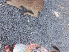 -鹿境梅花鹿生态园区