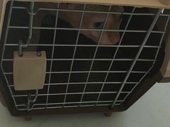 -关爱宠物医院·猫科中心·消化科(滨湖万达分院)