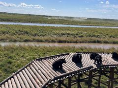 -黑瞎子岛探秘野熊园