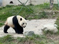 -卧龙中华大熊猫苑神树坪基地