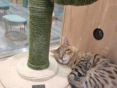 -BABIT巴比特宠物(MOMOPARK店)