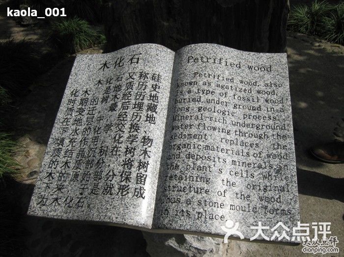 桂林公园木化石介绍图片 - 第4401张