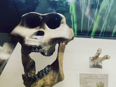 -辽宁古生物博物馆