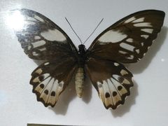 -上海昆虫博物馆