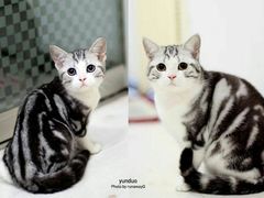-喵zoo家庭繁育猫舍(尖东智能花园店)
