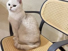 -猫小院猫主题餐厅(南锣旗舰店)
