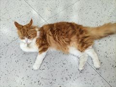 -喵园·猫主题咖啡厅·撸猫·猫咖(国贸店)