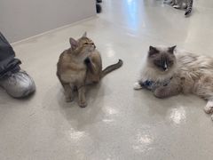 -共舞时光猫咖·狗咖(新街口店)