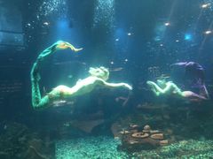 -海棠湾洲际-涛·海底餐厅·美人鱼·自助餐·海底隧道