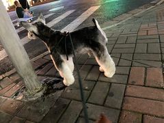 -電力宠物公司(武定路店)