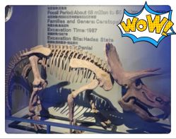 -恐龙探索乐园(磁器口店)