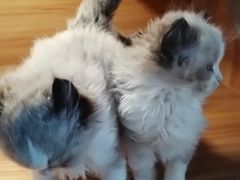 -猫十亿·布偶金渐层·曼基康矮脚猫舍(青年路店)