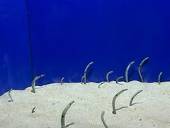 -上海海洋水族馆