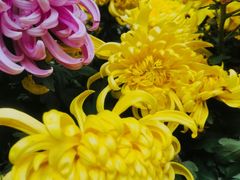 -鹅岭公园瞰胜楼