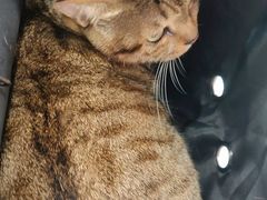 -创凡宠物医院·骨专科  猫科中心(西乡分院)