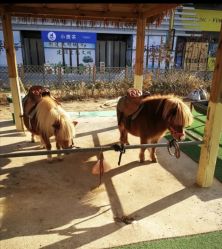 点击看大图 -萌宠亲子动物乐园(槐房万达店)