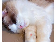 -猫腻·猫咖·撸猫馆(星光大道店)