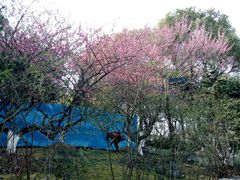 -花溪公园