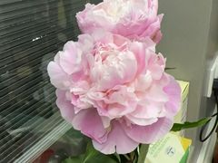 -江阴花鸟市场