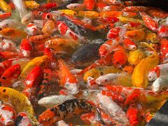 -番禺宾馆丽苑厅