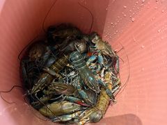 -虾胡闹龙虾馆(湄南河店)