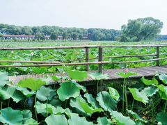 -洪湖生态旅游区