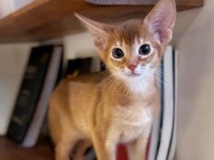 -欣宠猫屋·矮脚拿破仑·蓝金金渐层