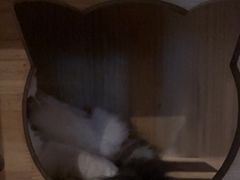 -Mr.Fox狐狸先生超级密室(南山店)