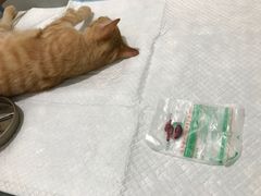 -灵美宠物诊所