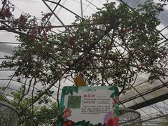 -米果果小镇