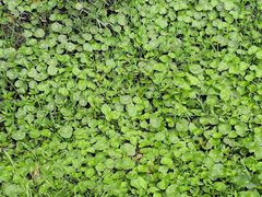 -松山湖梦幻百花洲