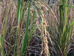 -四季酒店下午茶