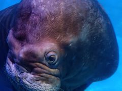 -正佳极地海洋世界