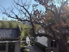 -遵化市禅林寺古银杏风景园